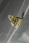 Chiasmia clathrata