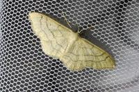 Idaea aversata