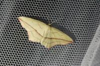 Timandra comae