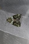 Cryphia algae