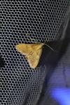 Endotricha flammealis