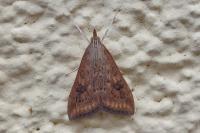 Udea ferrugalis