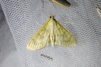 Paratalanta hyalinalis