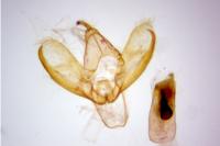 Indalia uniola