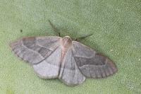 Hylaea fasciaria