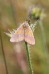 Lythria cruentaria