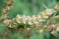 Cucullia absinthii