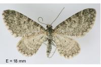 Eupithecia graphata