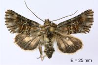 Omphalophana antirrhinii