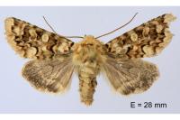 Hadena irregularis