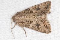 Anarta trifolii