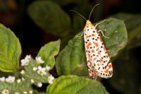 Utetheisa pulchella