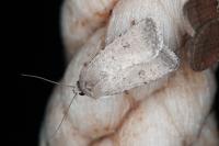 Caradrina ingrata