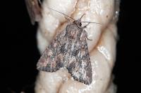 Mniotype solieri