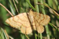 Macaria brunneata