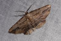 Menophra abruptaria