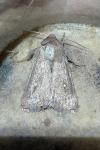 Mythimna albipuncta