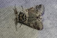 Furcula furcula