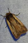 Ochropleura plecta