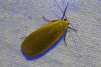 Collita griseola