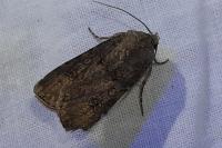Agrotis segetum