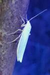 Eilema caniola