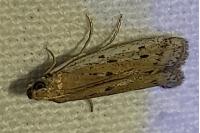 Phycitodes