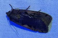 Xestia c-nigrum