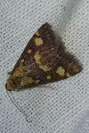 Pyrausta purpuralis