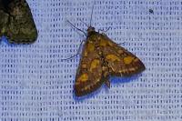 Pyrausta purpuralis
