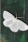 Cabera exanthemata