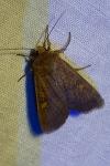 Xestia xanthographa