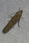 Phycitodes saxicola