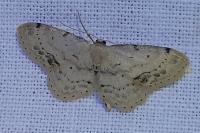 Idaea dimidiata