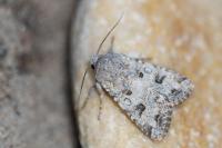 Anarta sodae