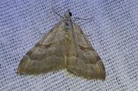 Aplocera efformata/plagiata