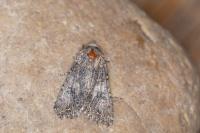 Anarta trifolii