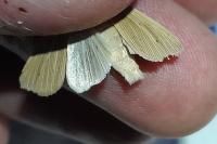 Mythimna pallens