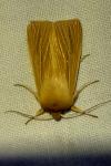 Mythimna pallens