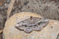 Chiasmia aestimaria