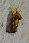 Plusia festucae
