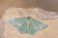 Chlorissa viridata