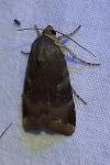 Noctua janthe