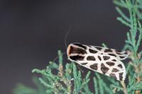 Cymbalophora pudica
