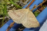 Aplasta ononaria