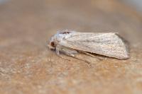 Denticucullus pygmina