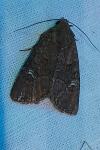 Mesapamea secalella/secalis