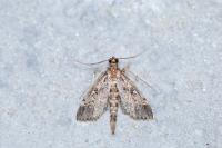 Duponchelia fovealis