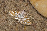 Elophila nymphaeata