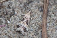 Euchromius cambridgei